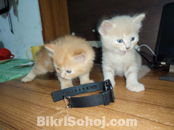 Mix breed ginger female kitten